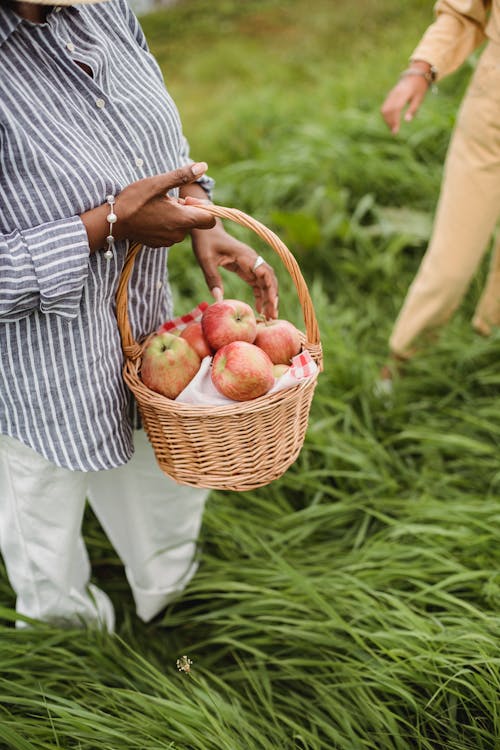 Crop faceless female in casual clothes holding basket of fresh apples while walking in countryside