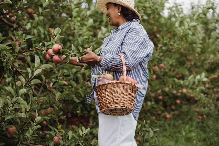 Happy Hispanic Woman Harvesting Apples In Garden