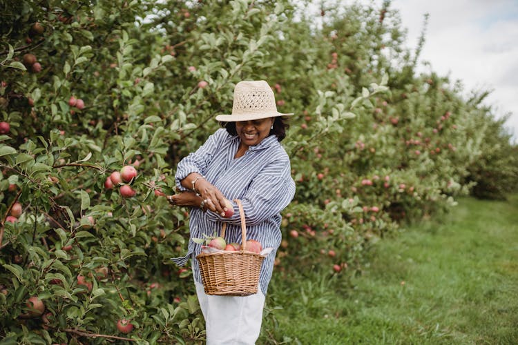 Hispanic Woman In Garden With Apples