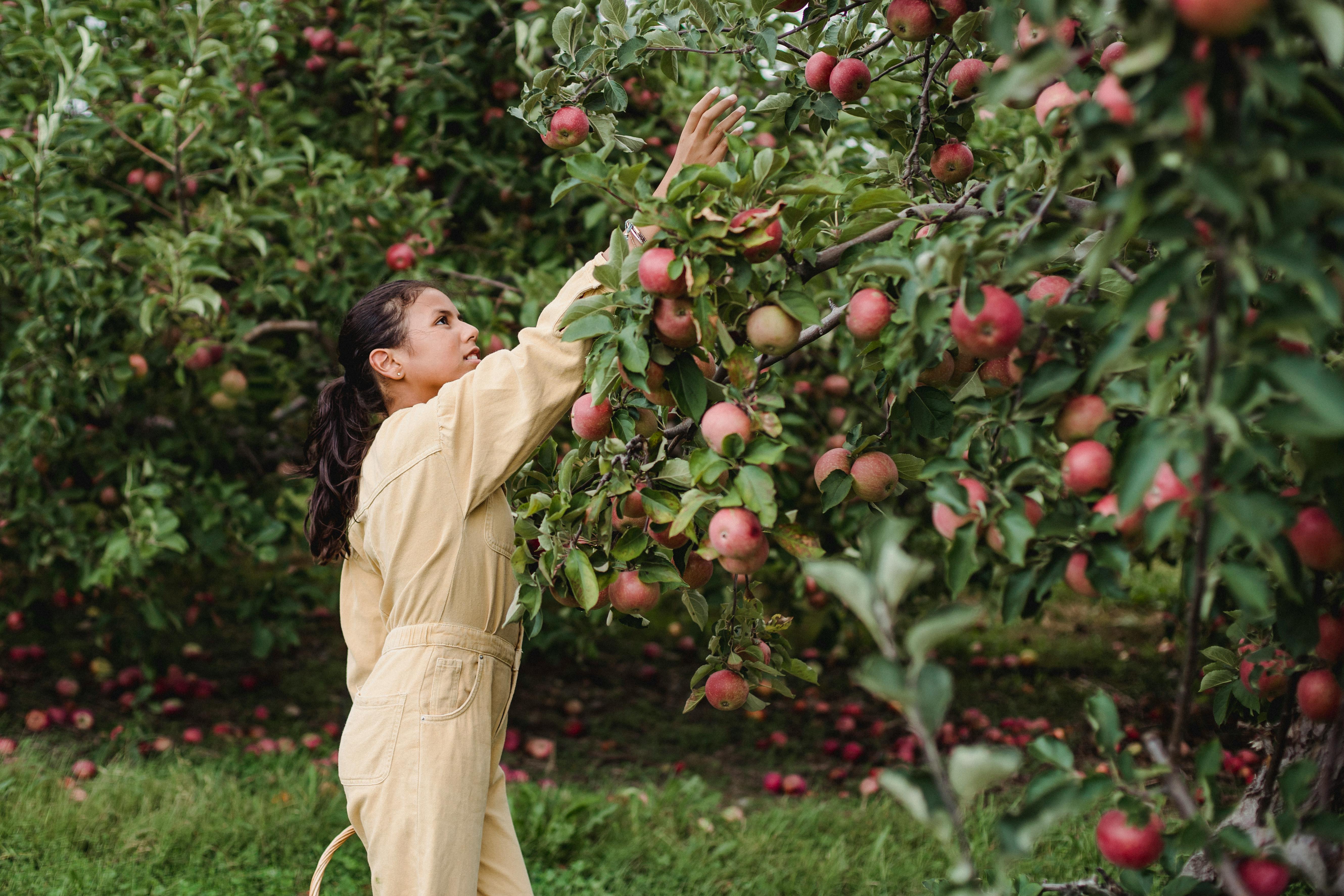 hispanic teen girl harvesting ripe apples