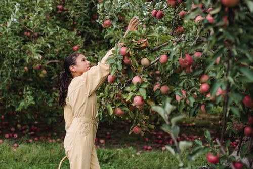 Free Side view of young Latin American girl in comfortable clothes picking fresh red apples in garden Stock Photo