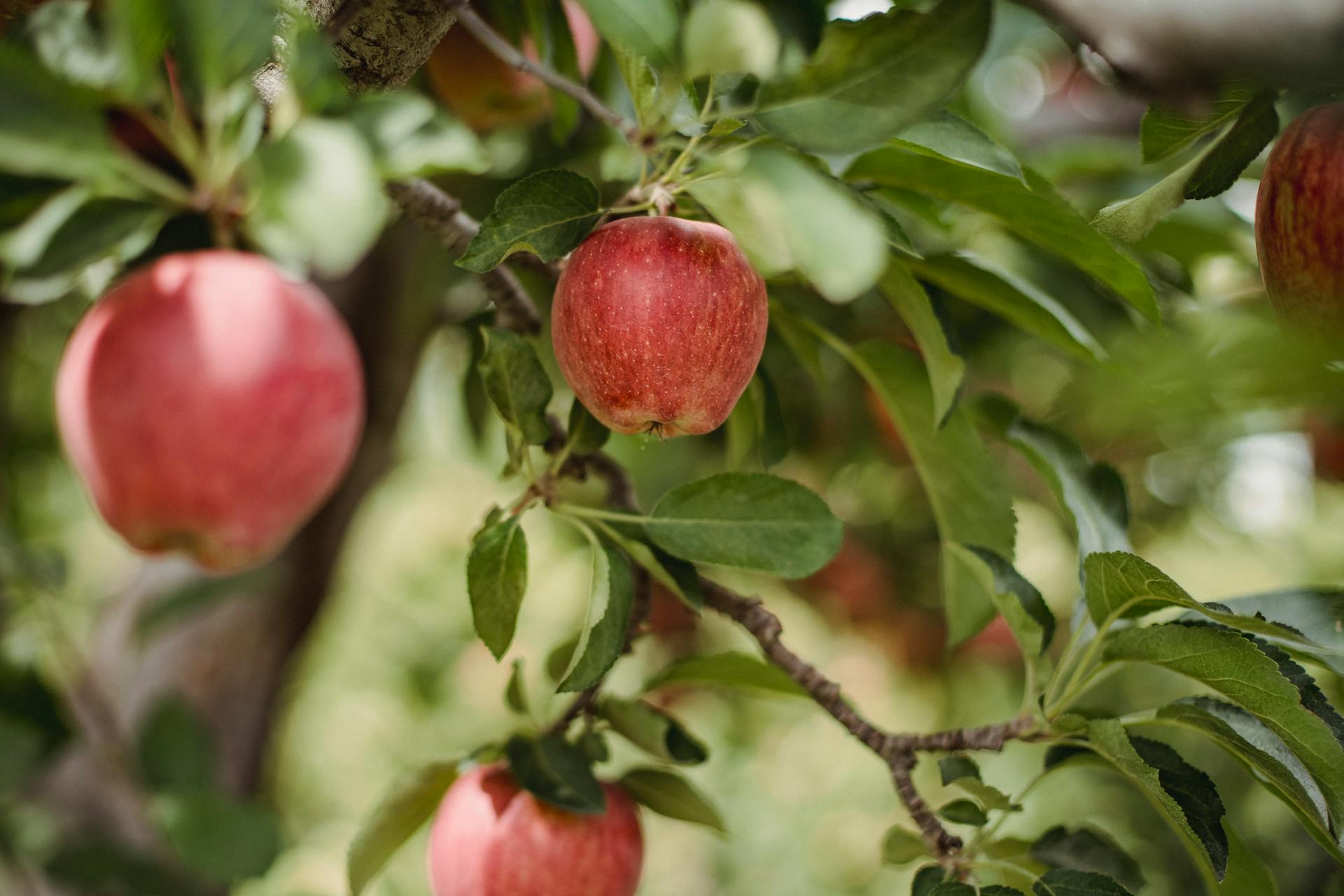 Shiny delicious apples hanging from tree branch with green leaves in apple orchard on blurred background