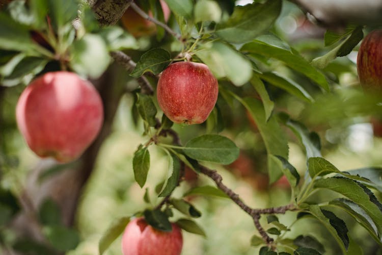 Ripe Red Fresh Apples Growing On Tree In Orchard