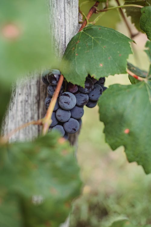 Ripe grape harvest with greenery hanging in vineyard