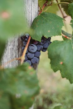 藤蔓上悬挂的成熟葡萄充满活力，特写镜头捕捉到了收获季节大自然的恩赐