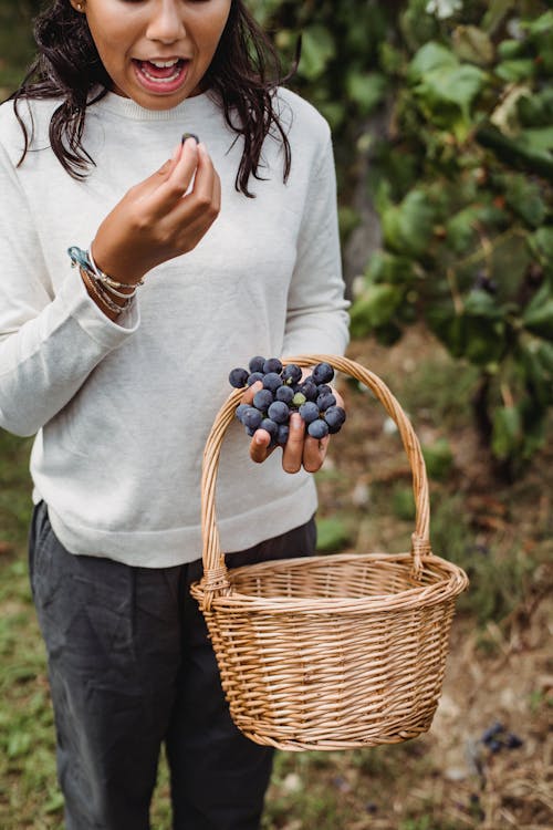 Crop teen girl tasting fresh ripe grape berry while standing and collecting harvest in wicker basket in garden