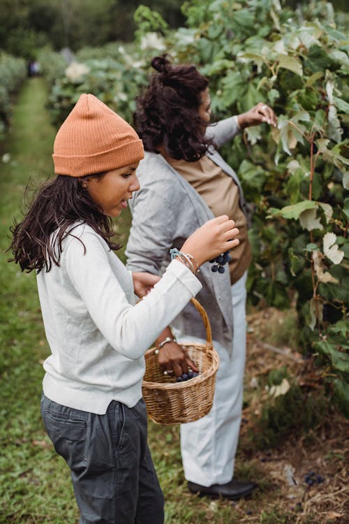 Mature woman and daughter collecting harvest of grapes