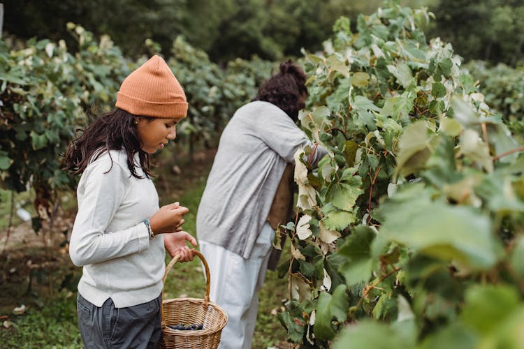 Asian Women Harvesting Grapes In Plantation