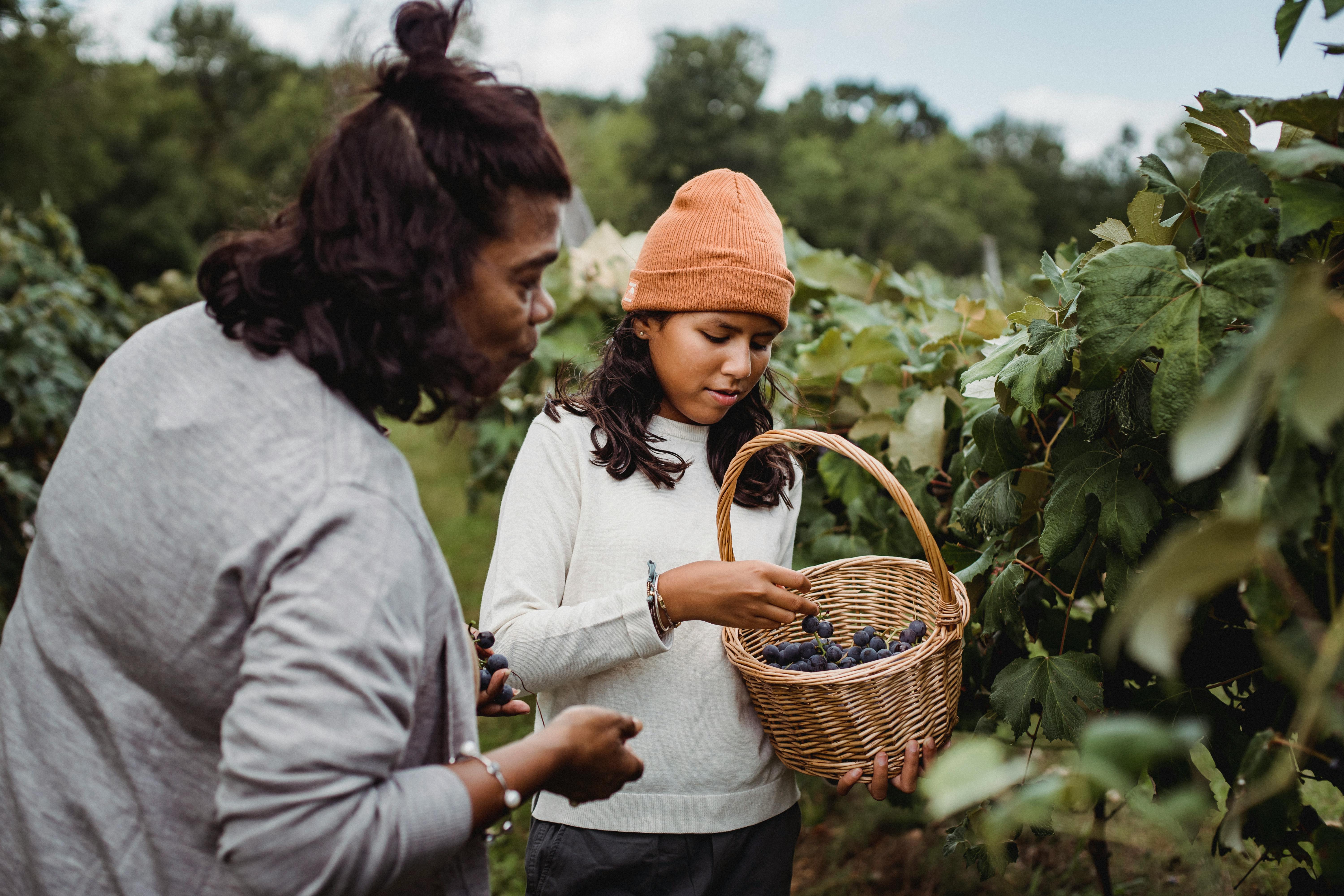 ethni women harvesting grapes in basket