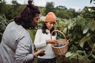 Ethni women harvesting grapes in basket