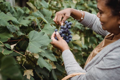 Coltivatore Etnico Raccolto Raccogliendo Grappolo D'uva In Vigna