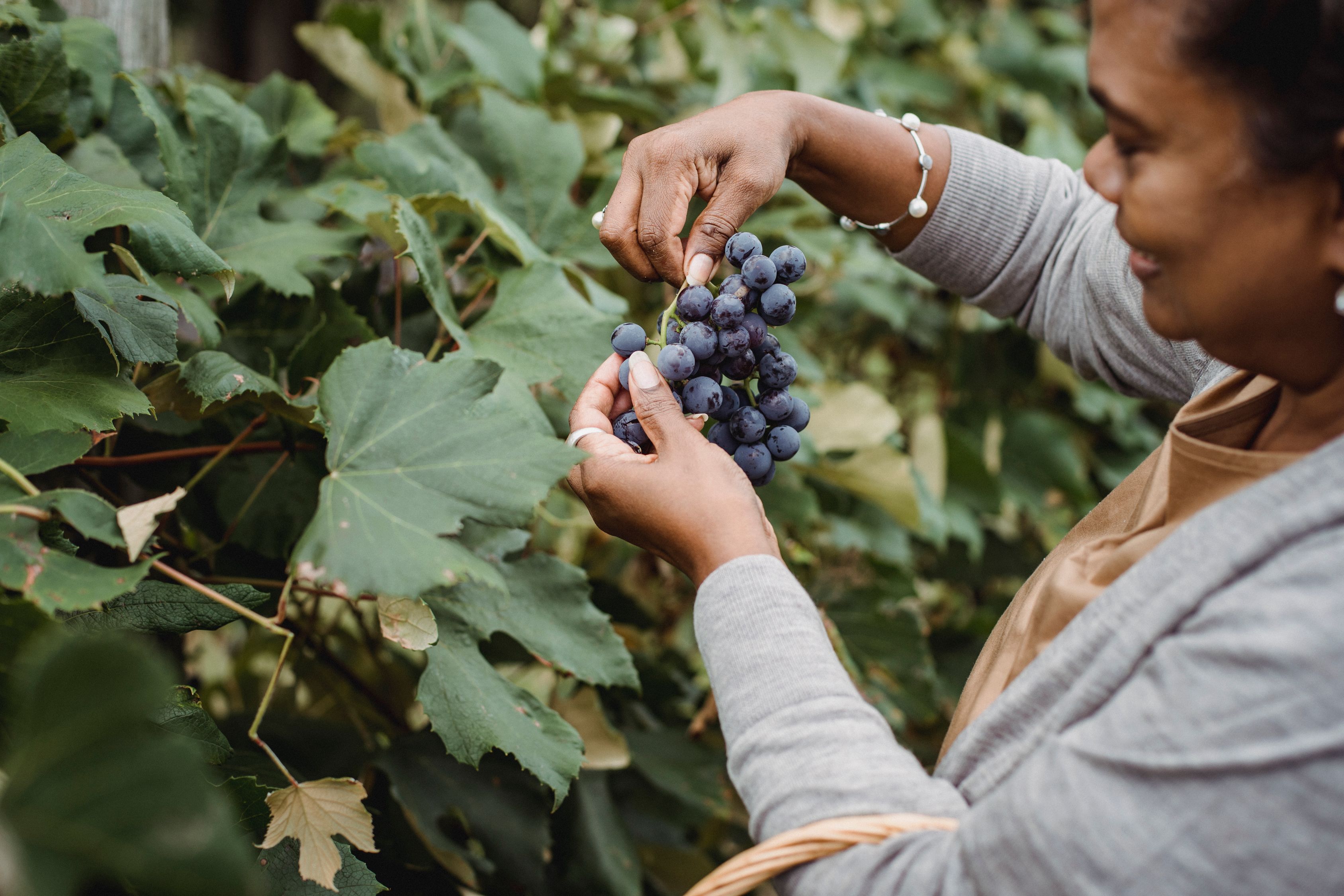 Granjero étnico De Cultivos Recogiendo Racimo De Uvas En Viñedo · Fotos ...
