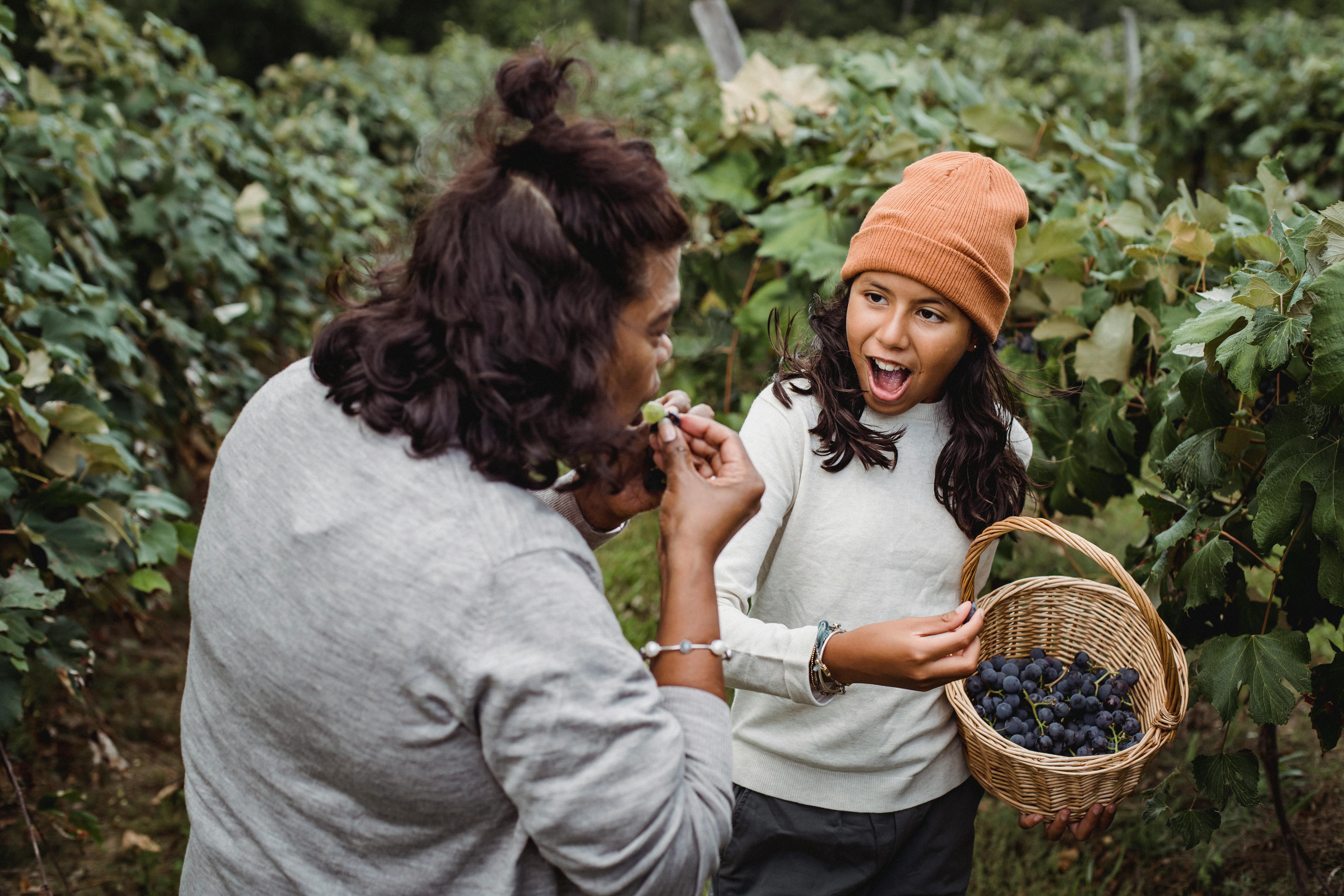ethnic mother tasting ripe grapes near daughter in vineyard