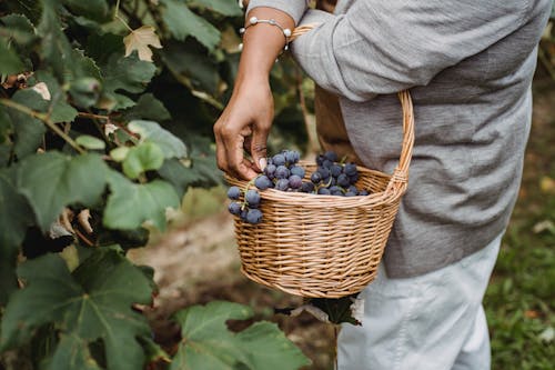 Faceless ethnic farmer picking grapes from green vine
