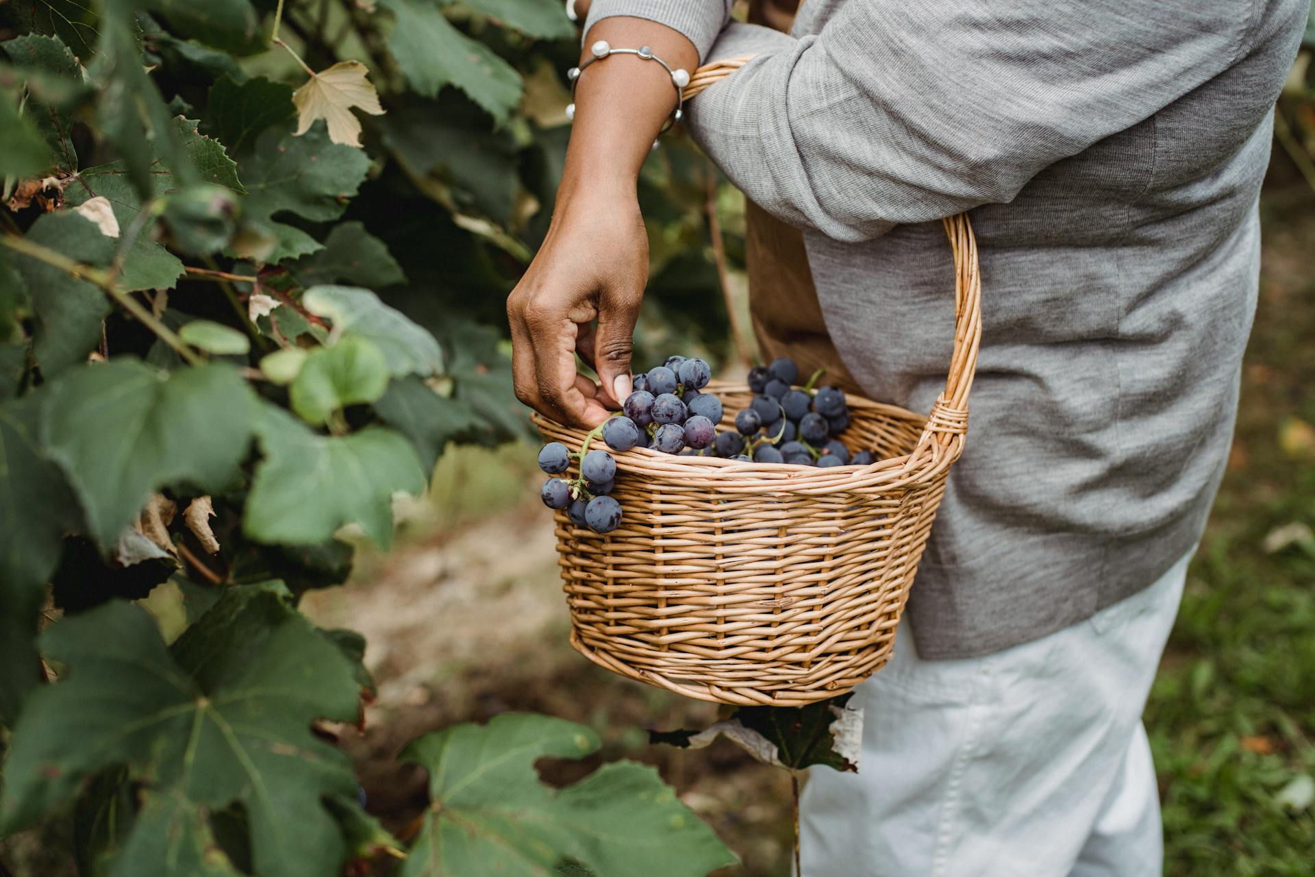 Faceless ethnic farmer picking grapes from green vine