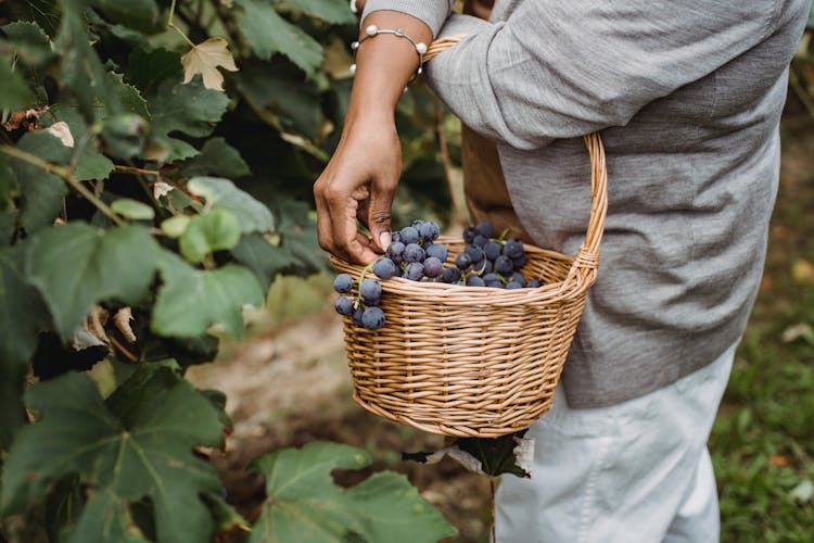 Faceless Ethnic Farmer Picking Grapes From Green Vine