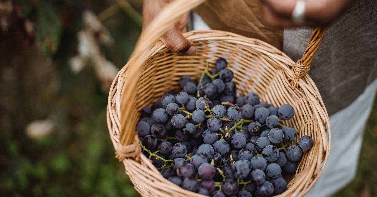 From above of crop anonymous ethnic farmer demonstrating wicker basket with bunches of sweet grapes in countryside - Evidence evidence guide for grape sleep quality randomized trial