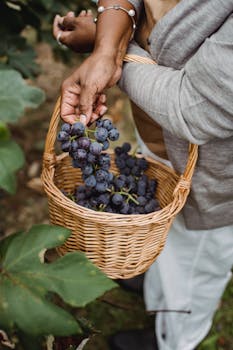 Crop ethnic harvester picking grapes from vine in countryside with the Quote "Problems are not stop signs, they are guidelines." written on it and have average color value #716B5C