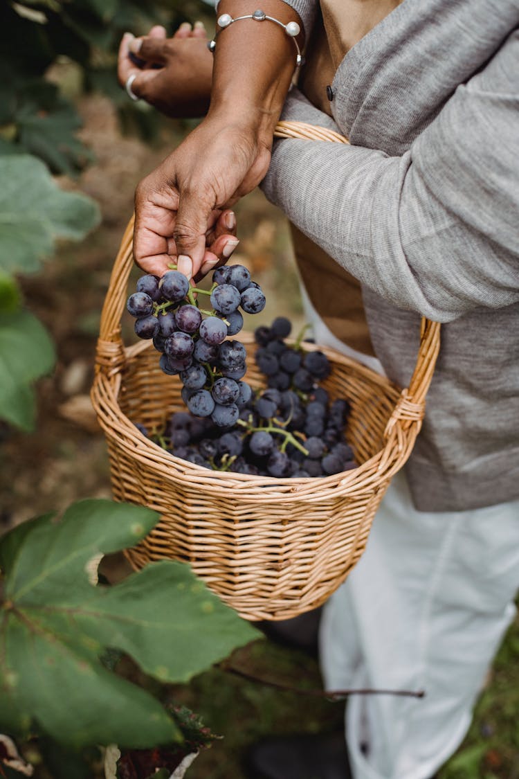 Crop Ethnic Harvester Picking Grapes From Vine In Countryside