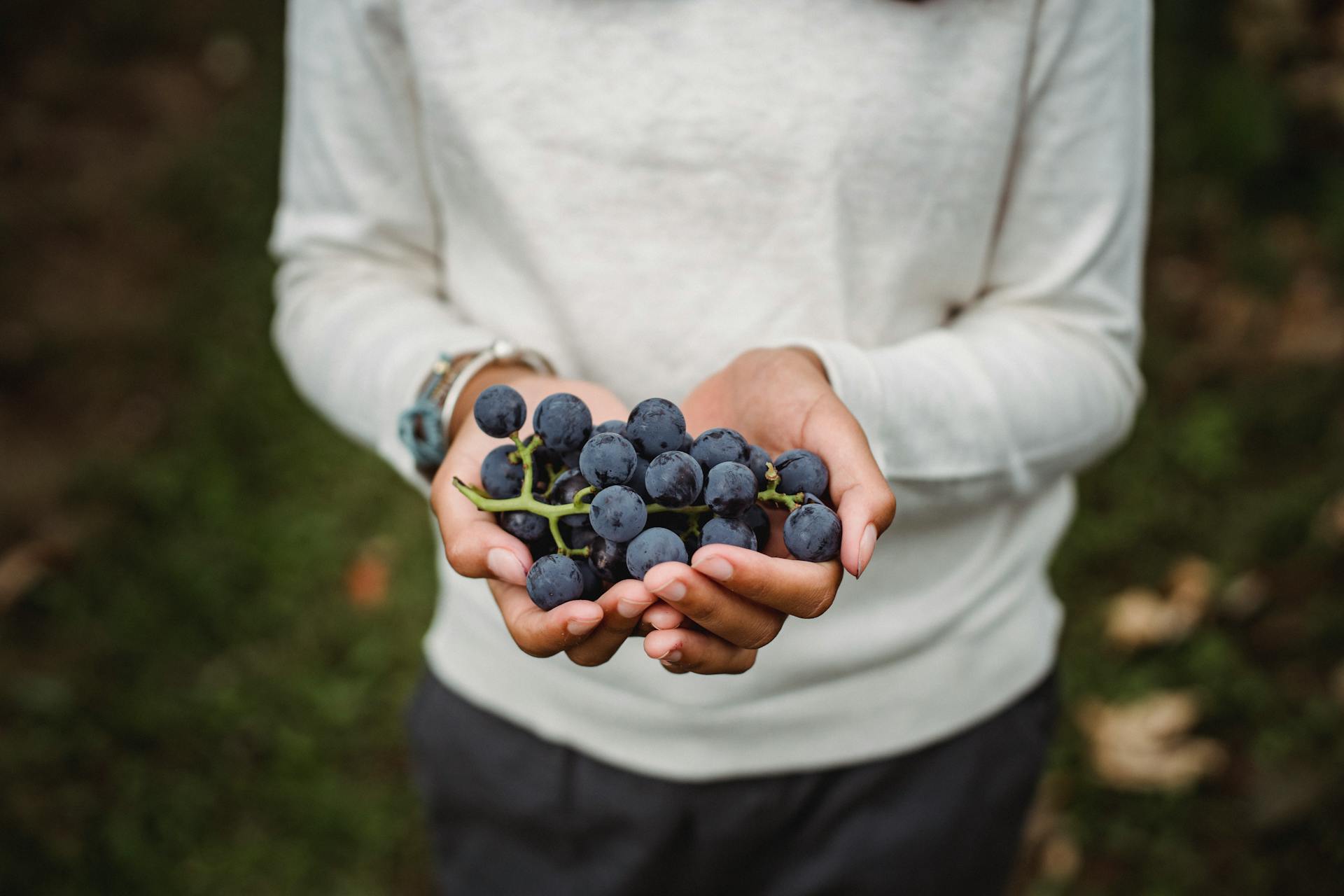 Crop anonymous farmer showing bundle of yummy ripe grapes in vineyard on blurred background