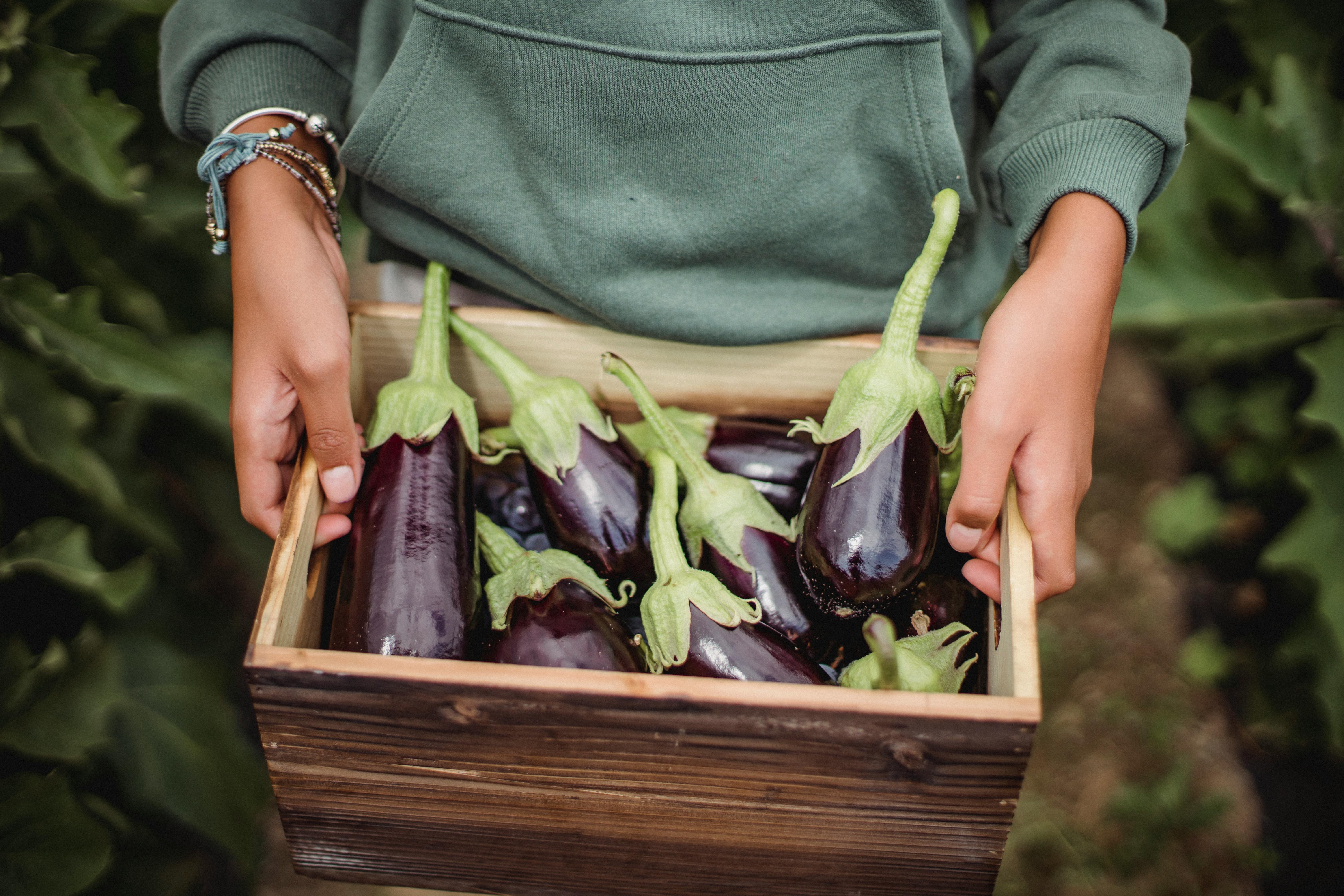 Person holding a box with fresh eggplants. | Photo: Pexels