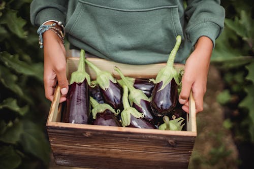 From above of crop anonymous farmer showing wooden container full of shiny eggplants on farmland