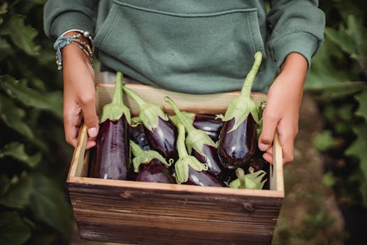 From above of crop anonymous farmer showing wooden container full of shiny eggplants on farmland with the Quote "Never give up, for that is just the place and time that the tide will turn." written on it and have average color value #5B5548