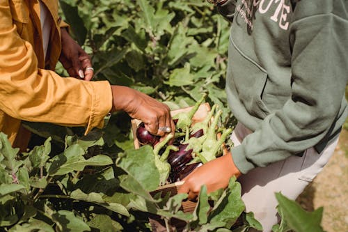 From above of crop anonymous ethnic female gardeners in casual clothes harvesting ripe fresh eggplants on green plantation in sunlight