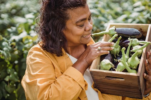 Mulher étnica Sorridente Carregando Uma Caixa Com Berinjelas Recém Colhidas Em Estufa