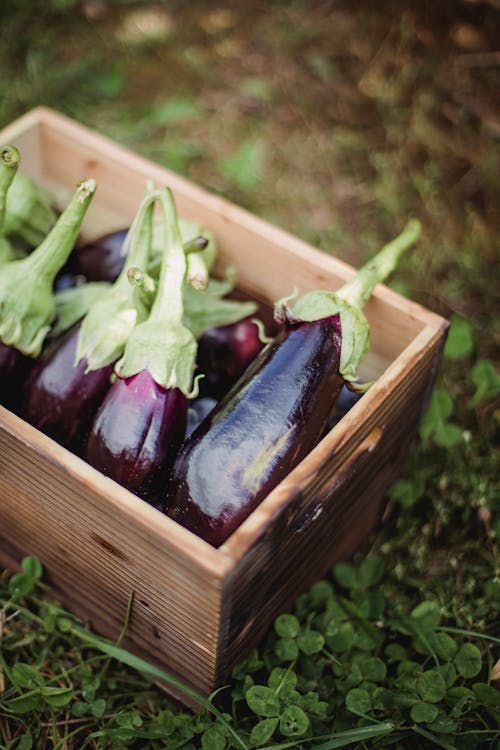 From above of wooden box with ripe fresh eggplants placed on grassy ground in garden