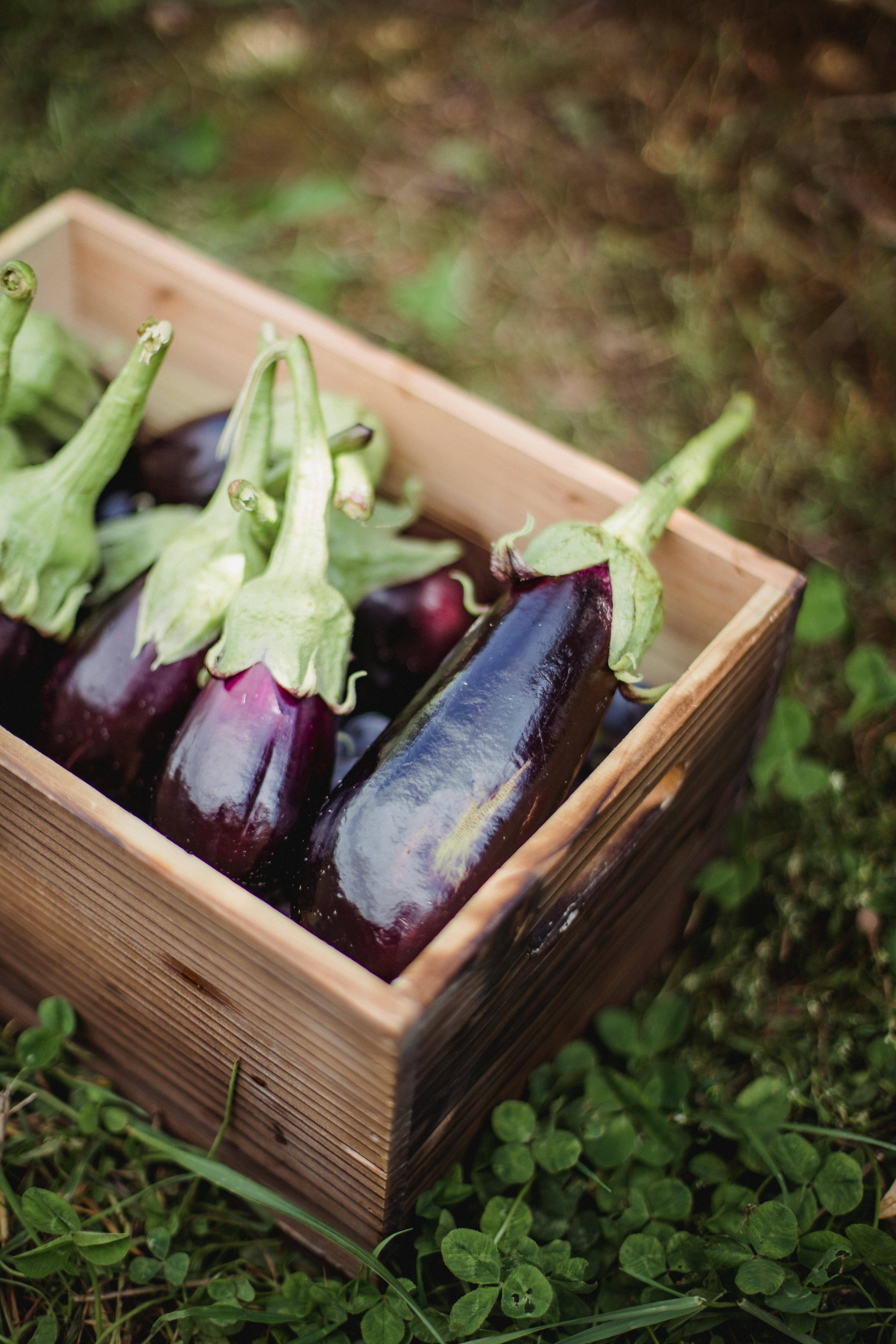 146 Scarlet Eggplant Stock Photos - Free & Royalty-Free Stock Photos from  Dreamstime