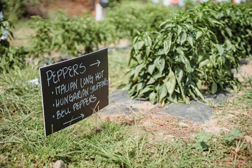 From above of signboard showing direction of plantation with various sorts of pepper placed in green farm on sunny day