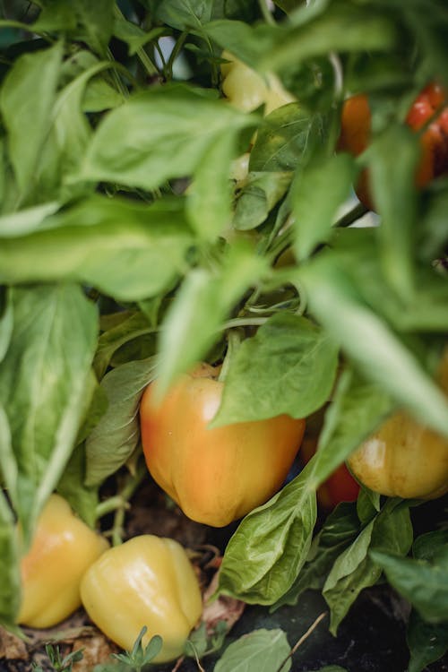 Gratis lagerfoto af agronomi, blad, blødt fokus