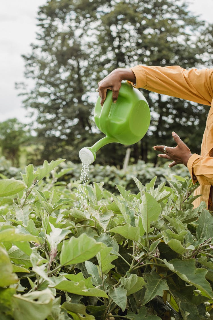 Watering Of Crops Using Watering Pot