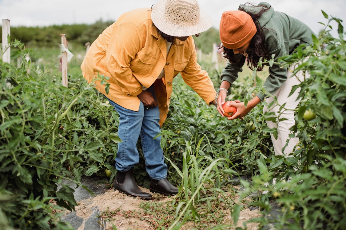 Side view of unrecognizable ethnic female gardeners in casual clothes and hats harvesting ripe vegetables in green plantation