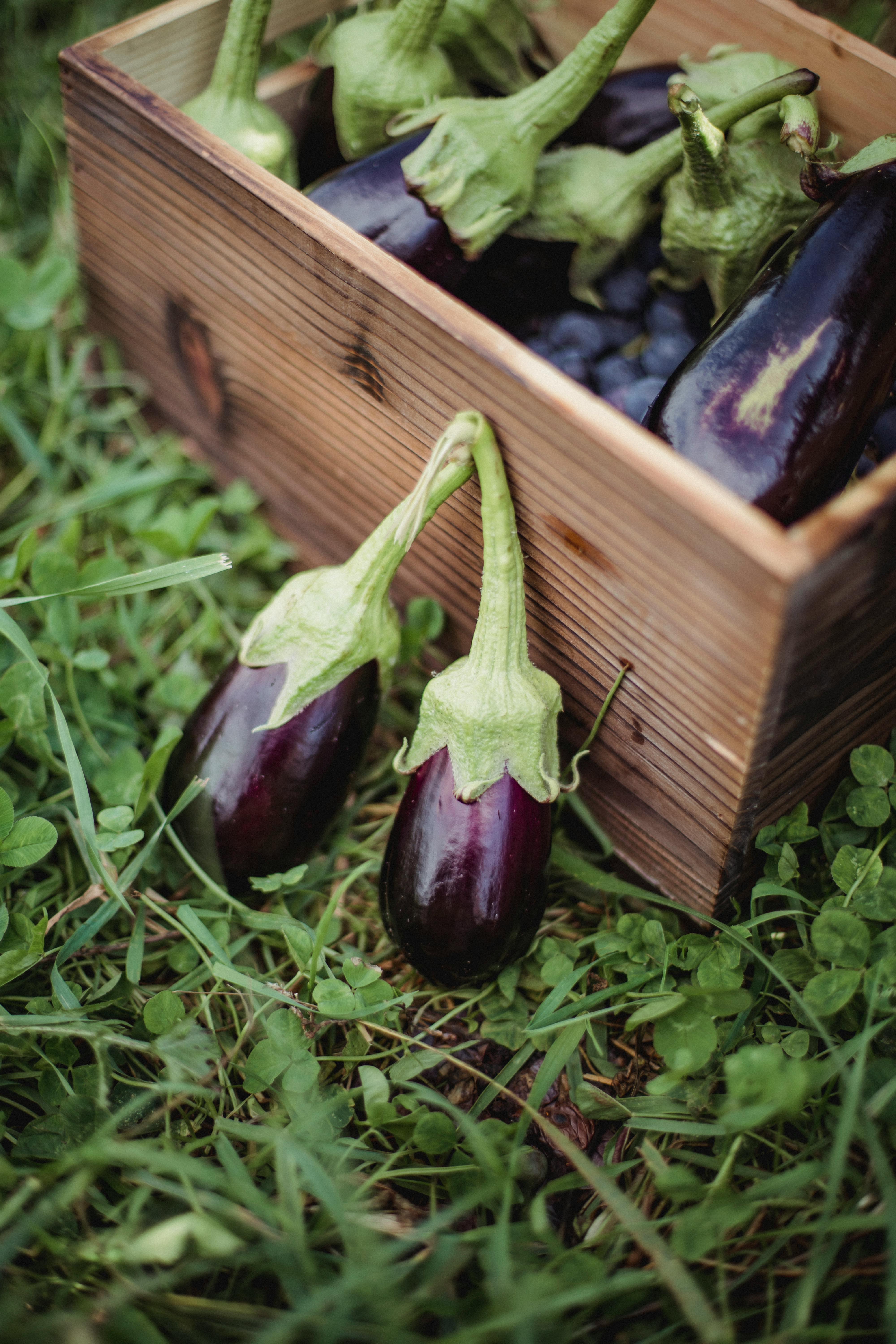 Eggplant Wallpaper Vector Images over 1400