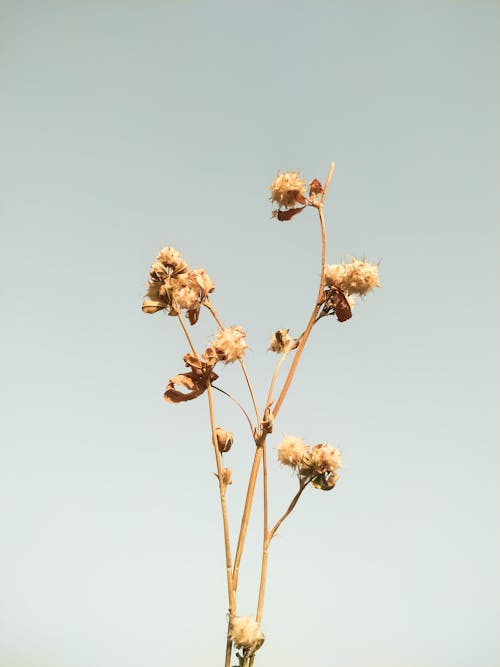 Brown Flower Under Blue Sky