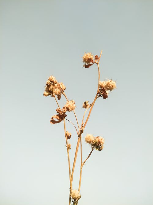 Free A serene and minimalistic capture of dried wildflower stems against a clear sky, emphasizing natural beauty. Stock Photo