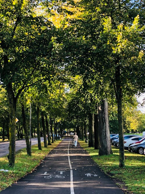 Darmowe zdjęcie z galerii z chodniki dla pieszych, drzewa, malejąca perspektywa