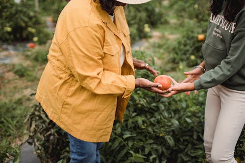Side view of crop unrecognizable mature ethnic female gardener in casual clothes giving ripe tomato to young daughter during harvesting works in farm