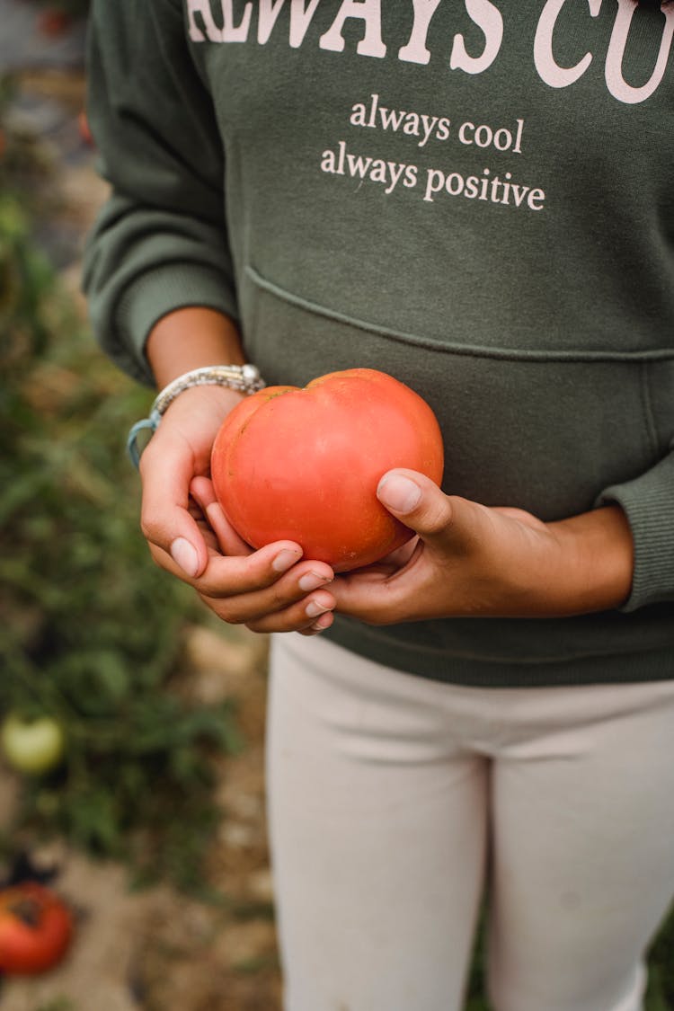 Crop Ethnic Woman Harvesting Tomatoes In Garden