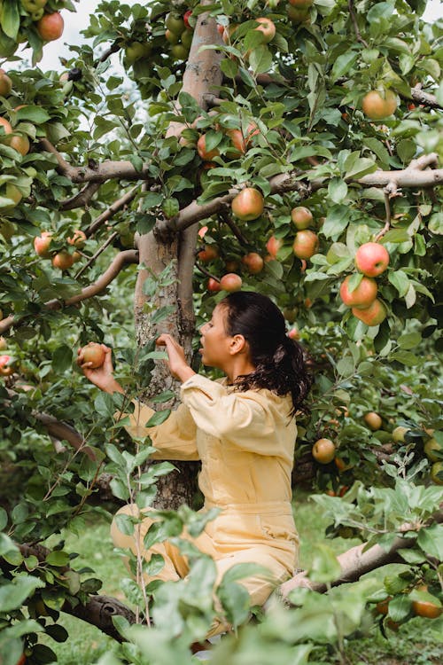 Ethnic farmer picking ripe apples from tree on farmland