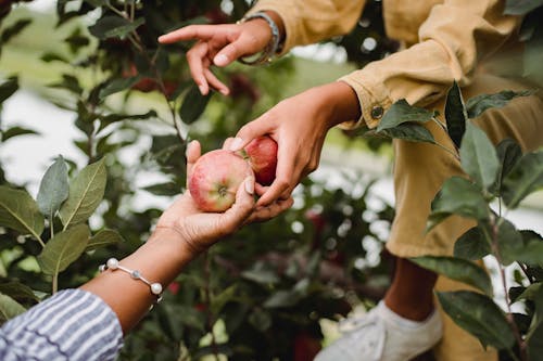Безликие этнические комбайны собирают спелые яблоки с дерева в сельской местности