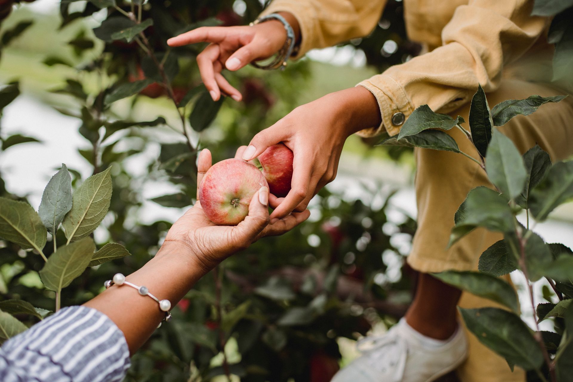 Crop anonymous ethnic female gardeners picking sweet fresh apples from tree on farmland in daylight