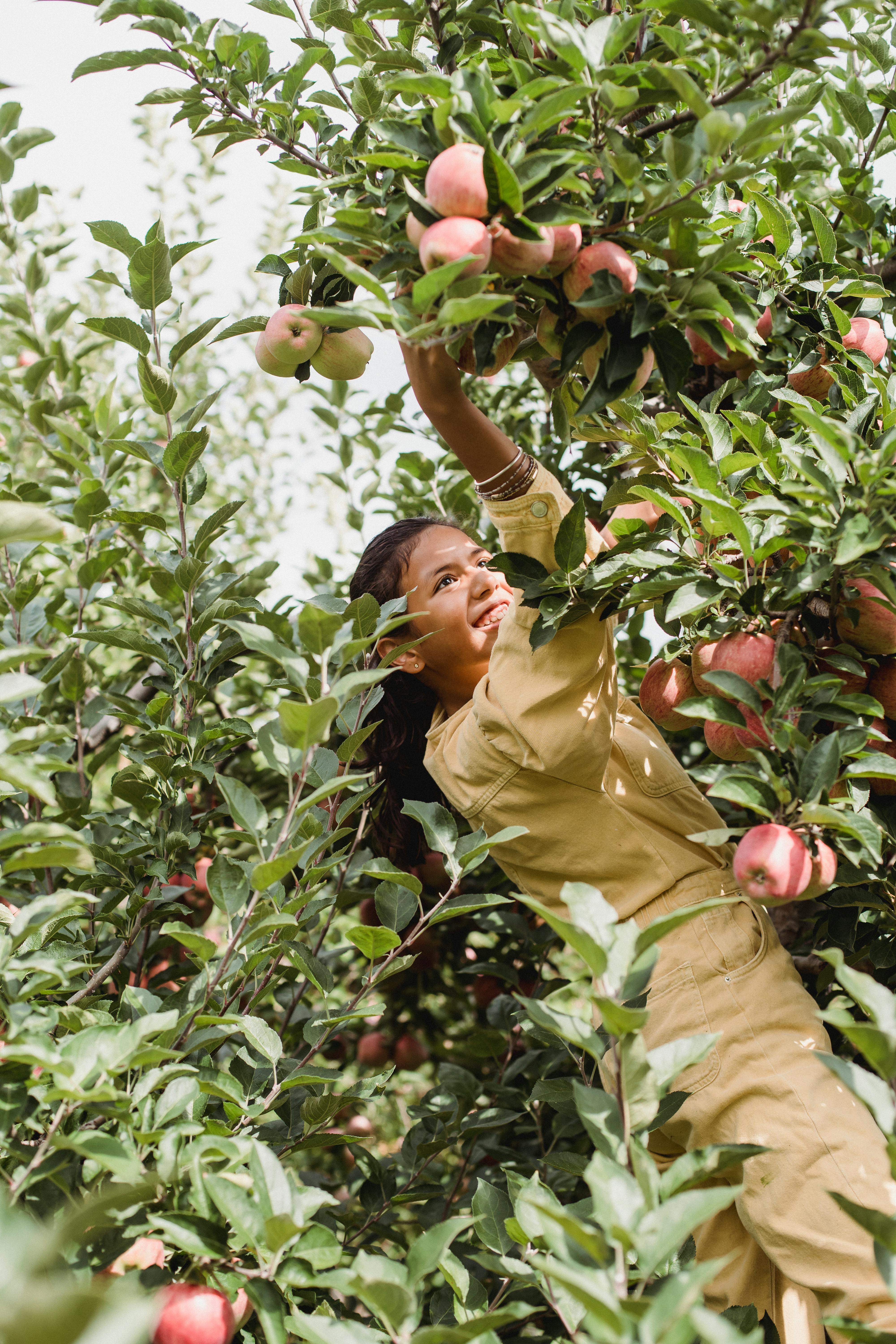 ethnic girl collecting apples from green tree on plantation