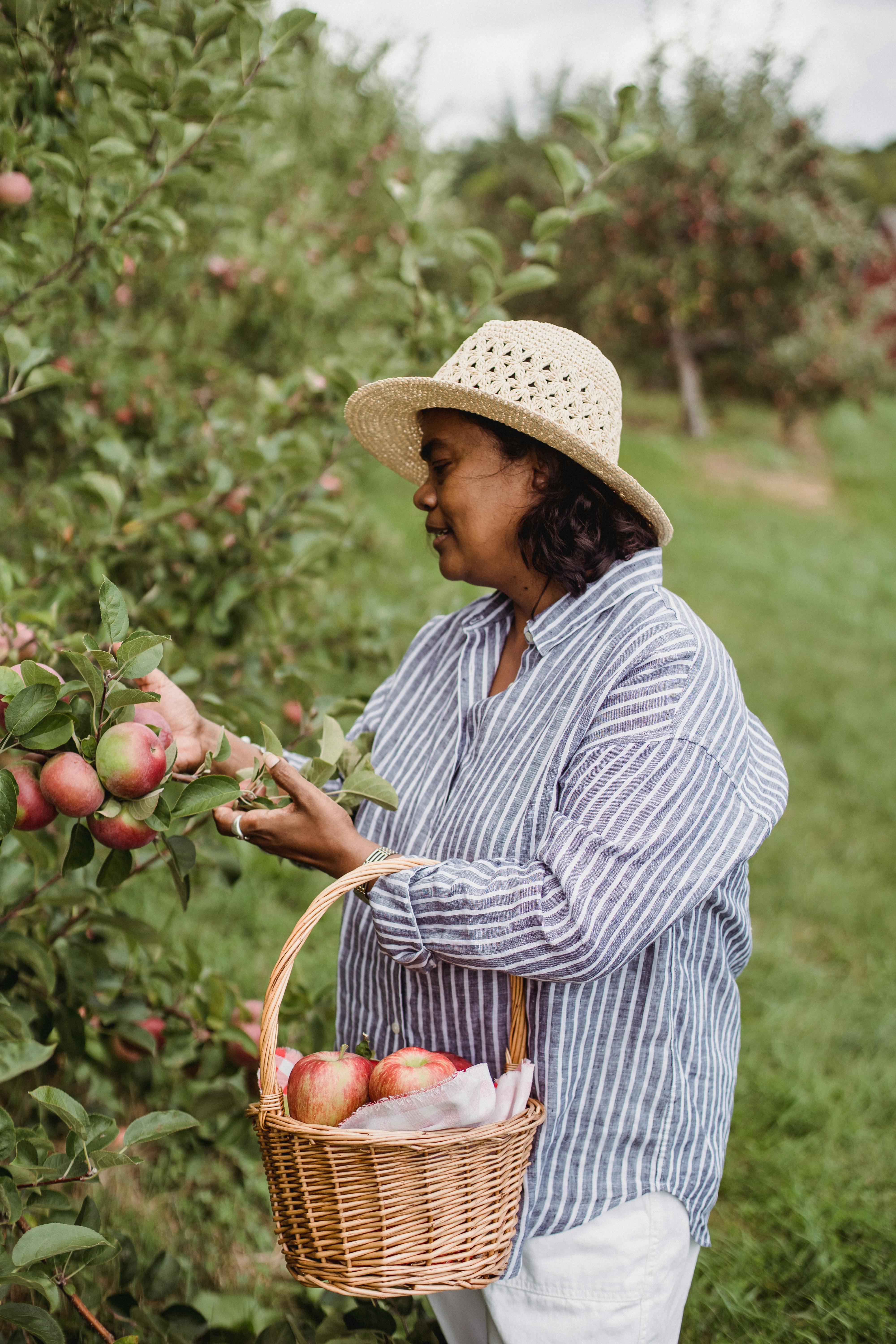 Ethnic female harvester with basket picking sweet ripe apples from green tree on path of farmland