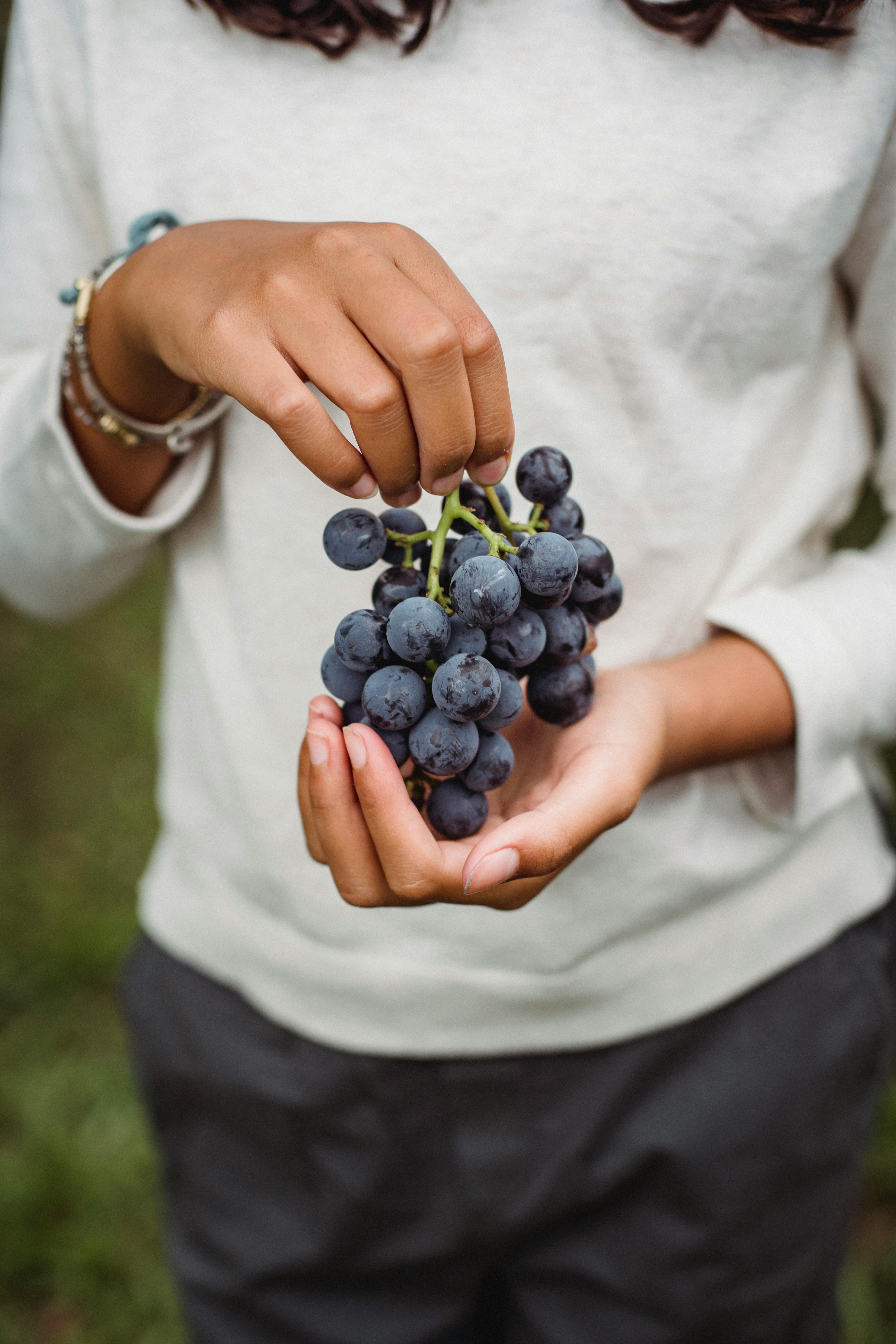 crop ethnic girl showing bundle of ripe grapes on plantation