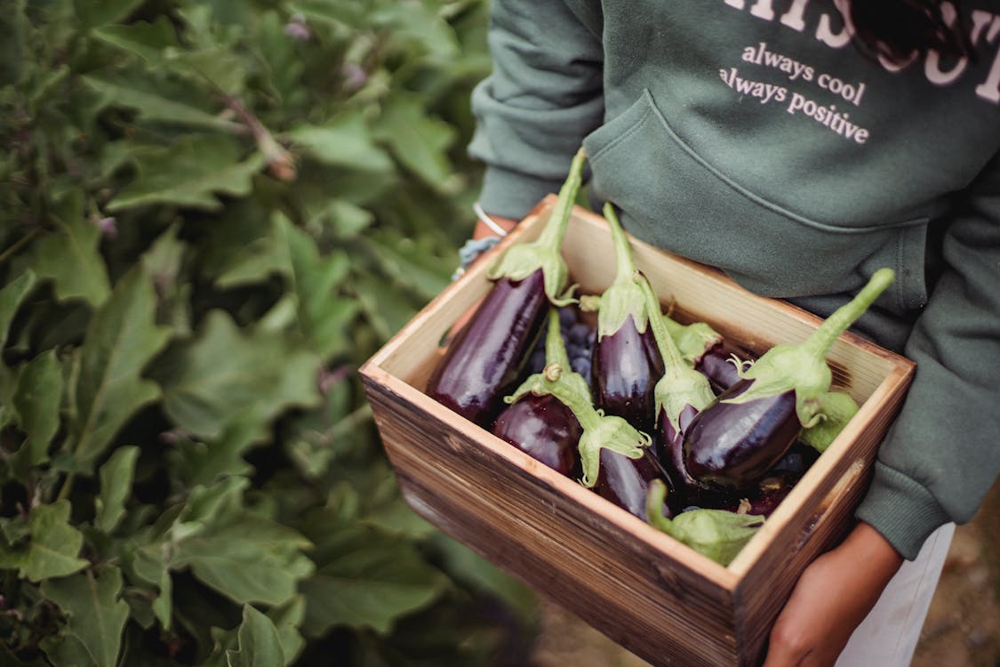 Crop ethnic farmer with eggplants in box on plantation