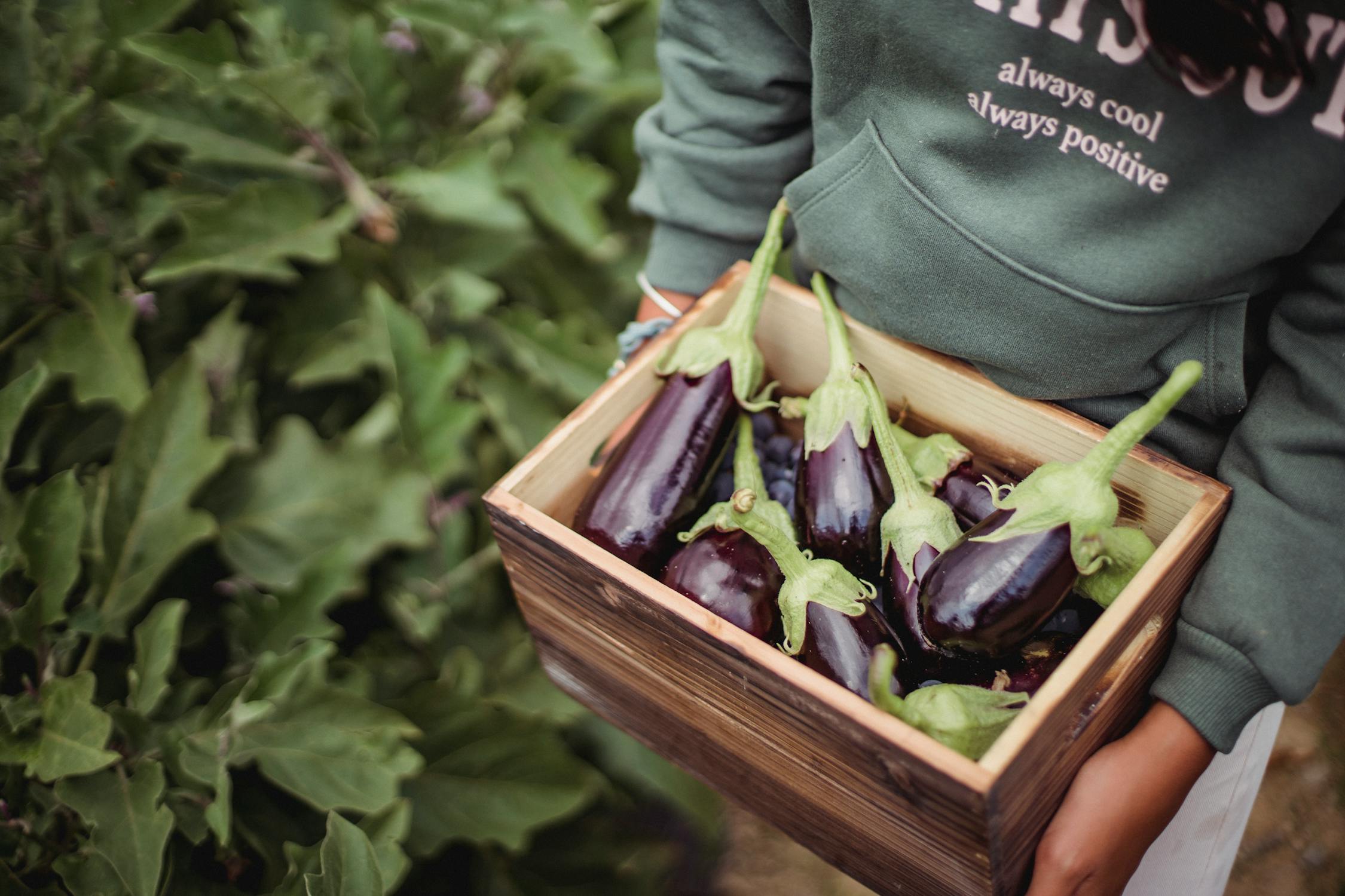 eggplant in crate