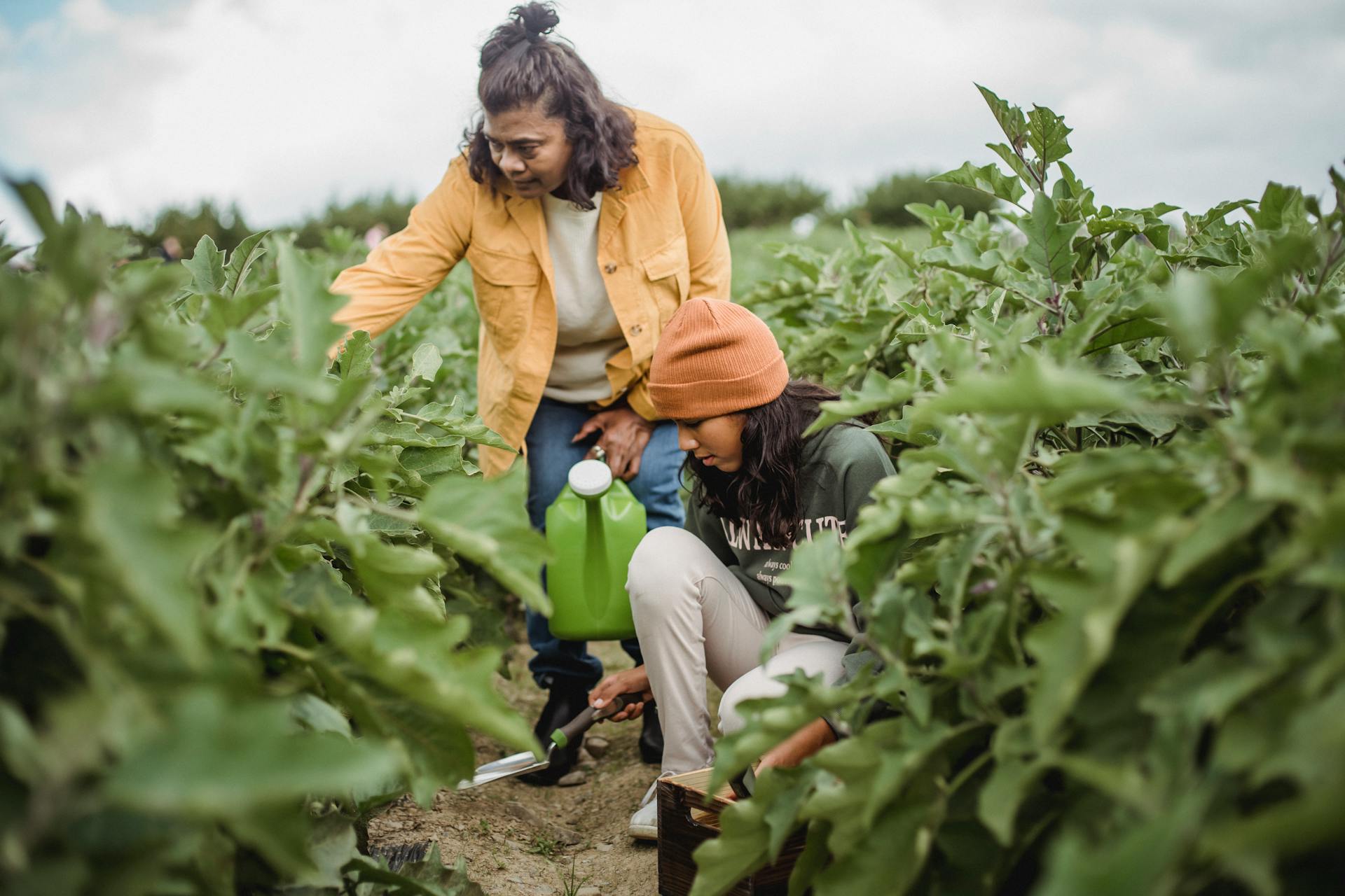 Adult ethnic female gardener with watering can near squatting daughter with trowel working land of plants on plantation